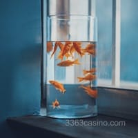 Ảnh đại diện người dùng Mai Xuân Trang